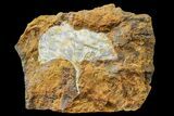 Fossil Ginkgo Leaf From North Dakota - Paleocene #163220-1